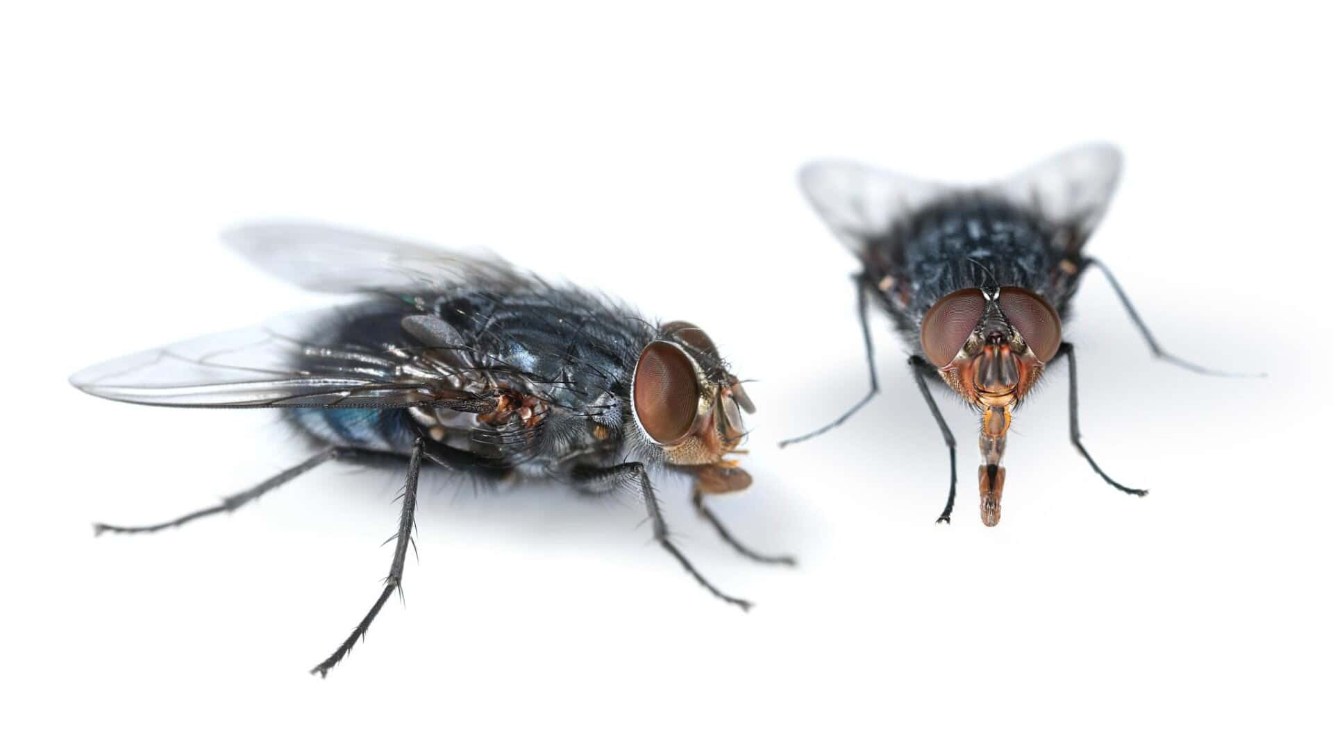 Drain Flies in Australia